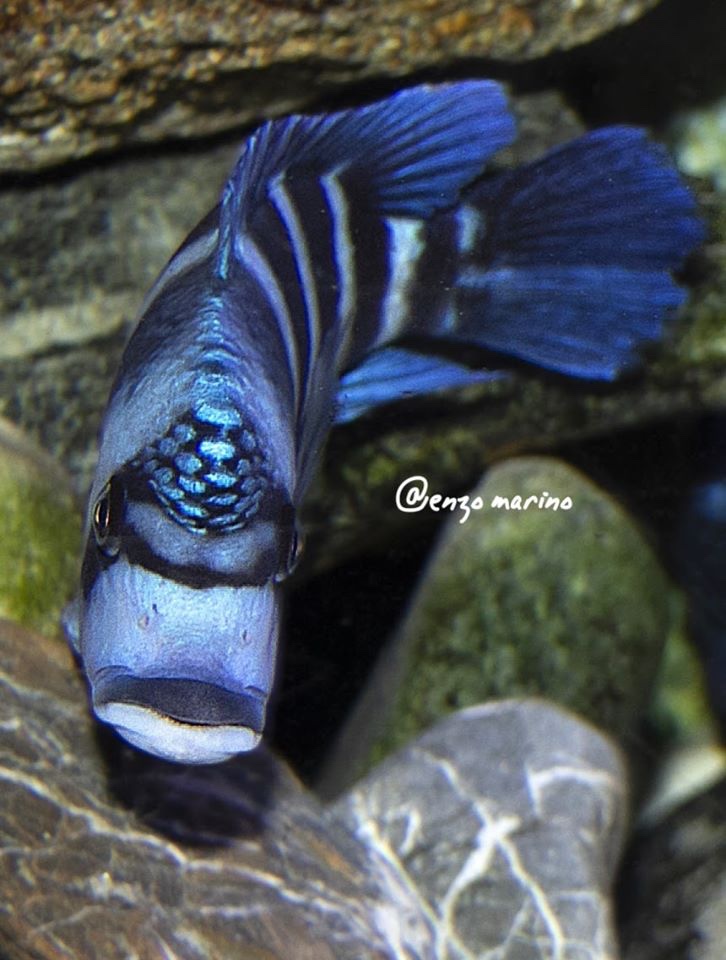 Cyphotilapia gibberosa 'Mtoto'